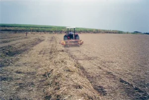 big_stabra_ponta_de_cana_01