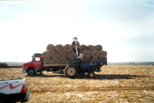 big_stabra_ponta_de_cana_02