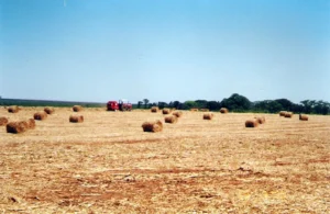 big_stabra_ponta_de_cana_03