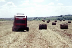 big_stabra_ponta_de_cana_04