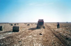 big_stabra_ponta_de_cana_05