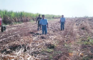 big_stabra_ponta_de_cana_06