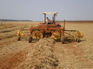 big_stabra_ponta_de_cana_07