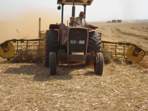 big_stabra_ponta_de_cana_08