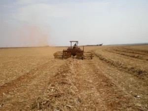 big_stabra_ponta_de_cana_09